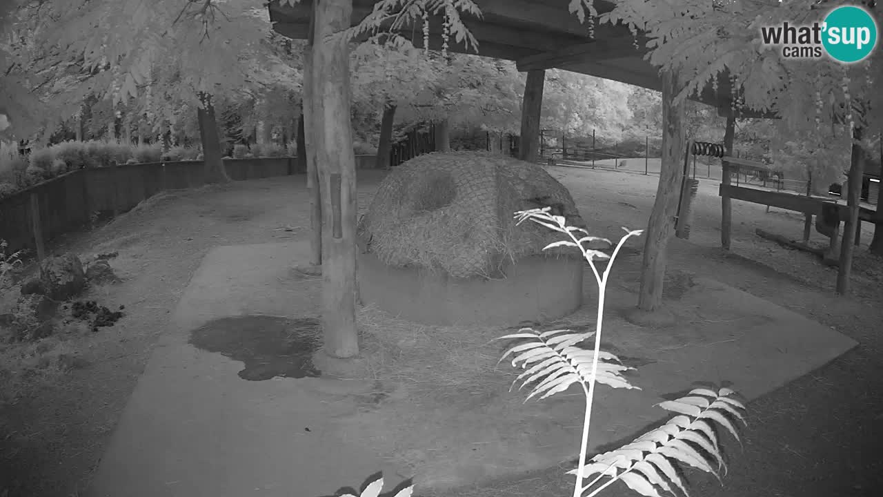 Live webcam Les zèbres in Ljubljana ZOO – Slovénie