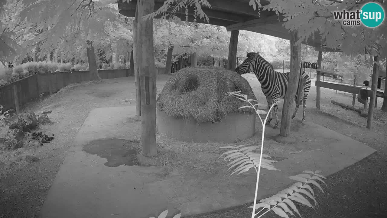Live webcam Les zèbres in Ljubljana ZOO – Slovénie