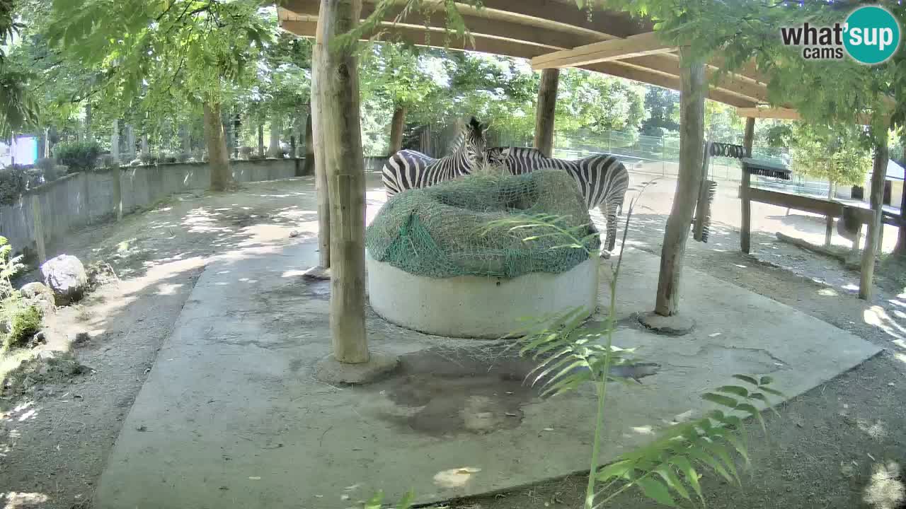 Live Webcam Zebras in Ljubljana ZOO – Slowenien