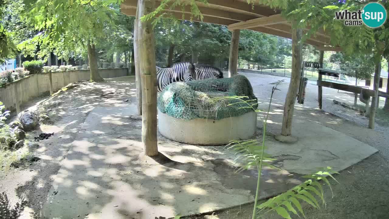 Camera en vivo Cebras in Ljubljana ZOO – Eslovenia