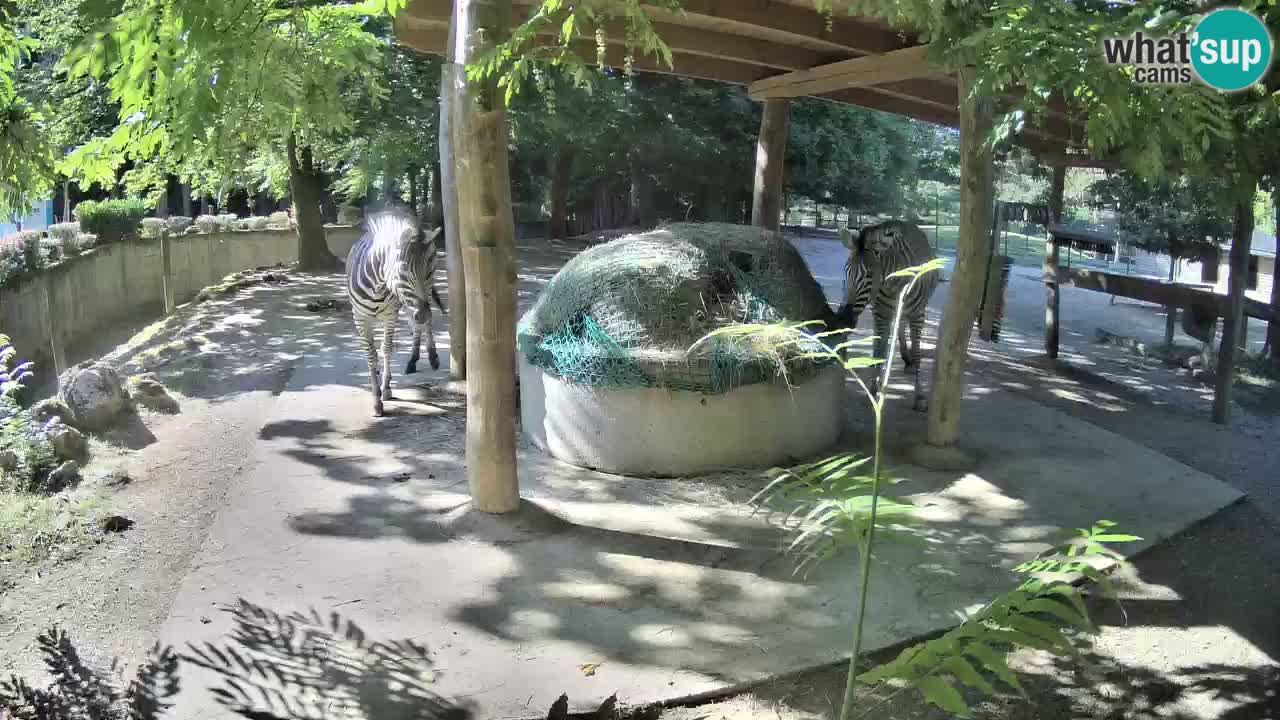 Zebre v živo v živalskem vrtu Ljubljana ZOO spletne kamere