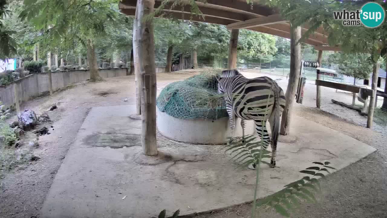 Web kamera uživo Zebras u ZOO Ljubljana – Slovenija