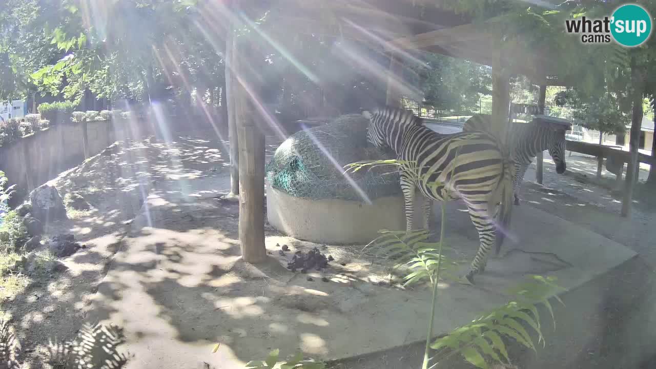 Live Webcam Zebras in Ljubljana ZOO – Slowenien