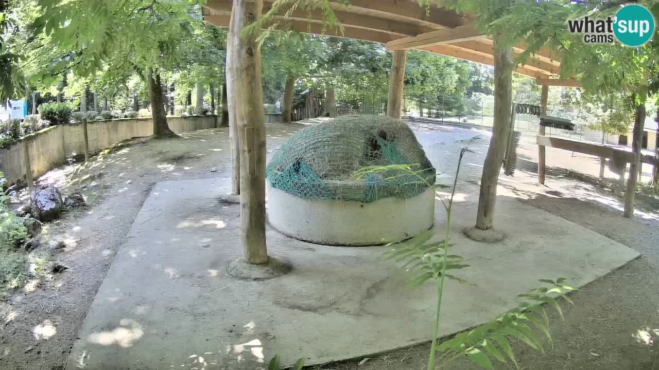 Live webcam Les zèbres in Ljubljana ZOO – Slovénie