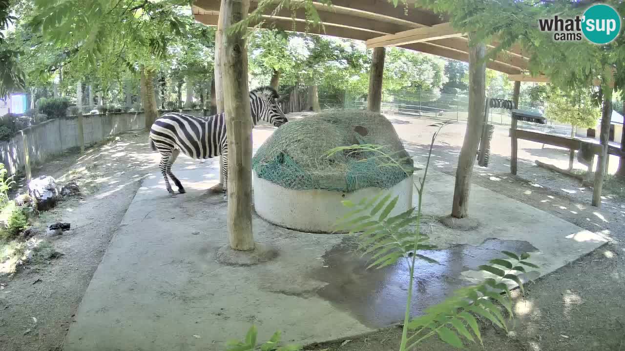 Zebre v živo v živalskem vrtu Ljubljana ZOO spletne kamere