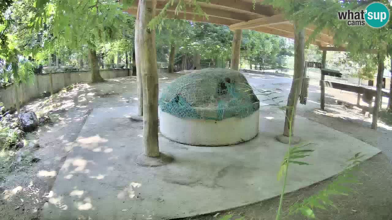 Live webcam Zebras in Ljubljana ZOO – Slovenia
