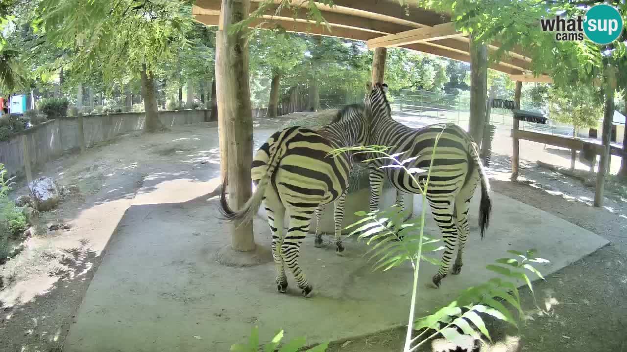 Live webcam Zebras in Ljubljana ZOO – Slovenia