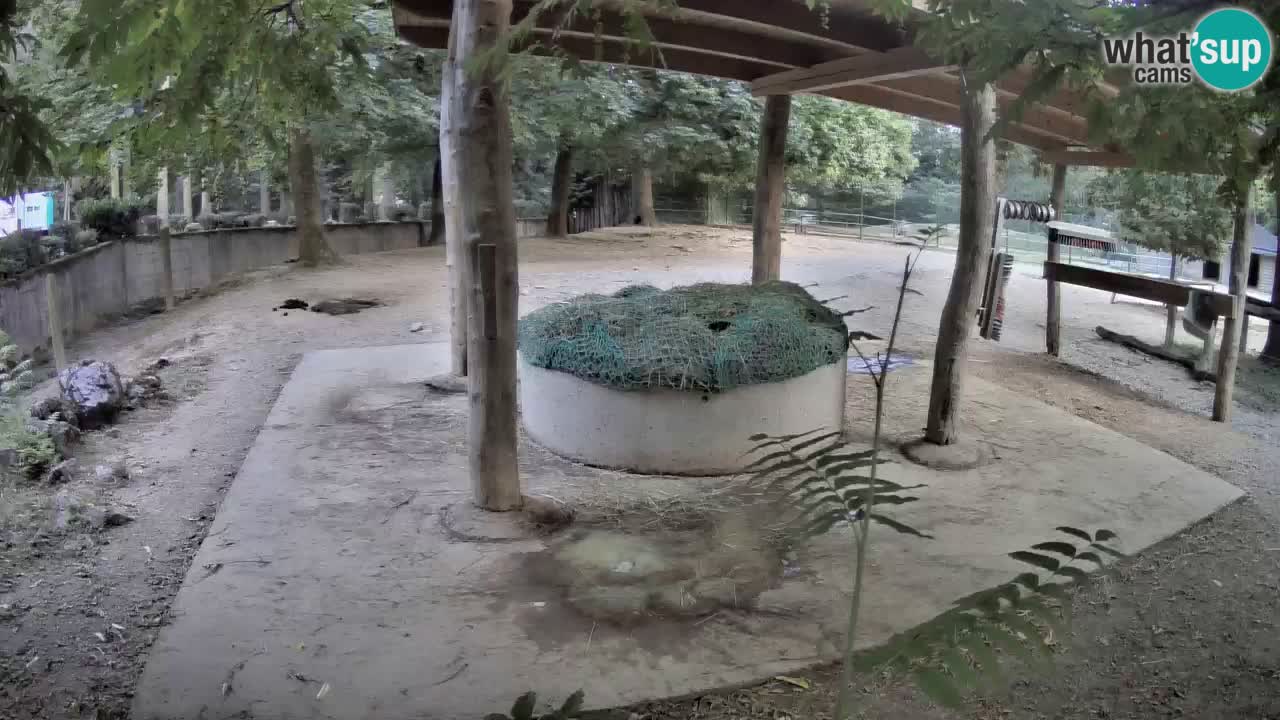 Live webcam Zebras in Ljubljana ZOO – Slovenia