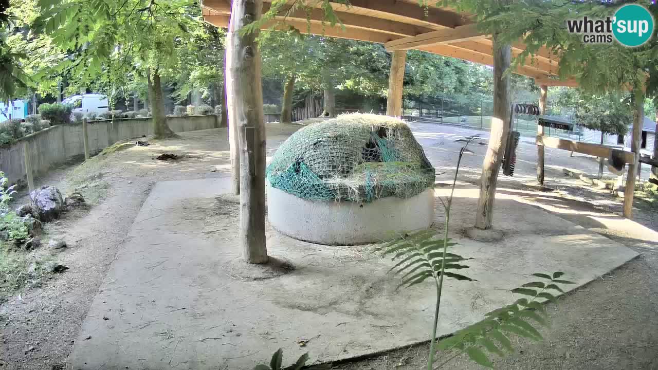 Web kamera uživo Zebras u ZOO Ljubljana – Slovenija