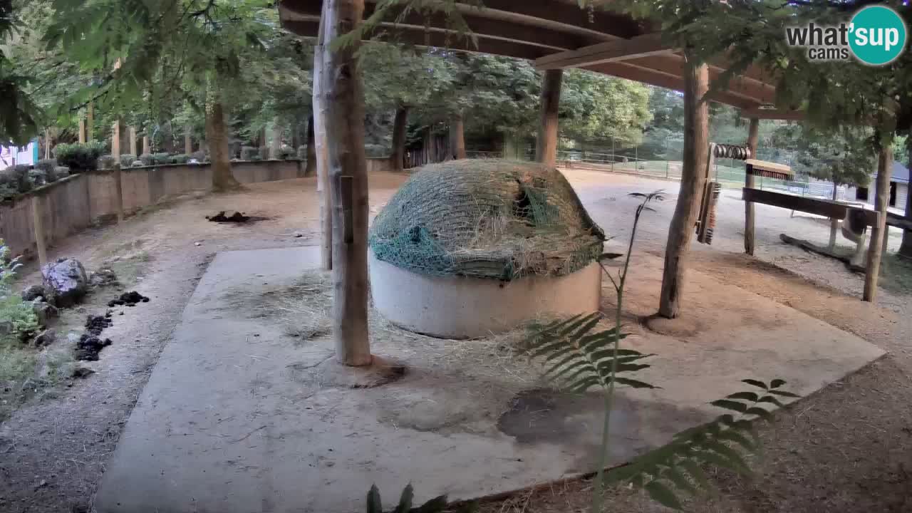 Zebre v živo v živalskem vrtu Ljubljana ZOO spletne kamere