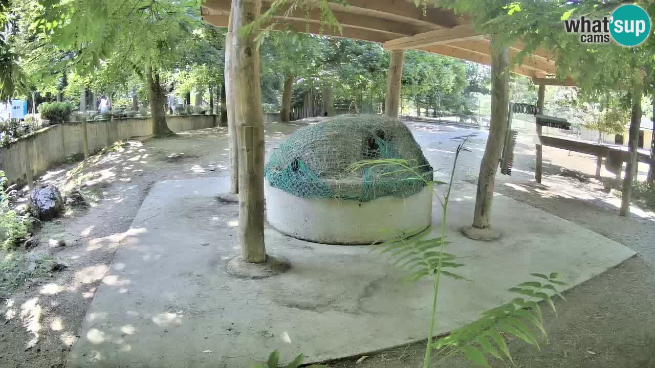 Live webcam Les zèbres in Ljubljana ZOO – Slovénie