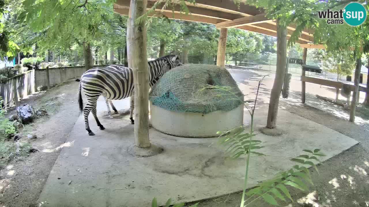 Le Zebre nello ZOO di Ljubljana – Slovenia Live webcam