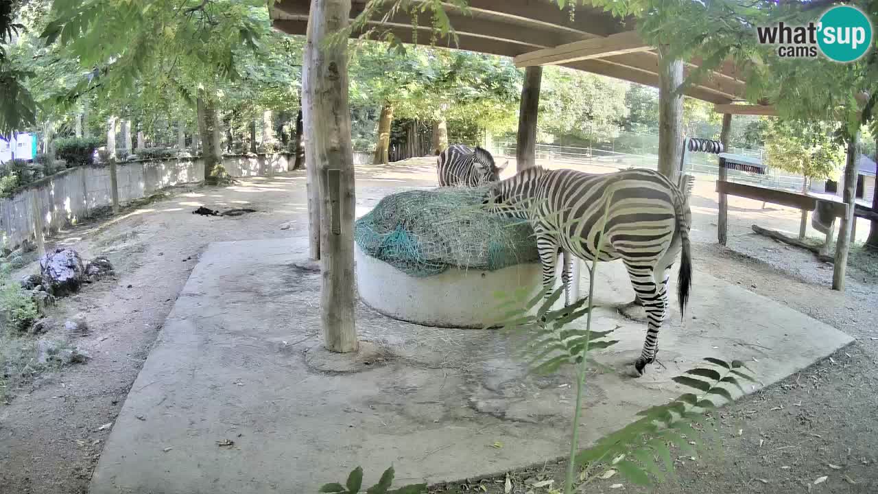 Zebre v živo v živalskem vrtu Ljubljana ZOO spletne kamere