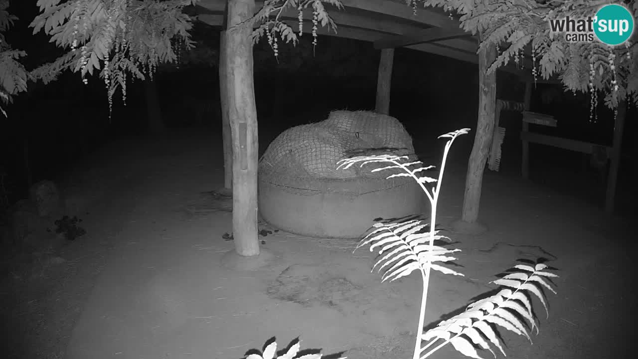 Le Zebre nello ZOO di Ljubljana – Slovenia Live webcam