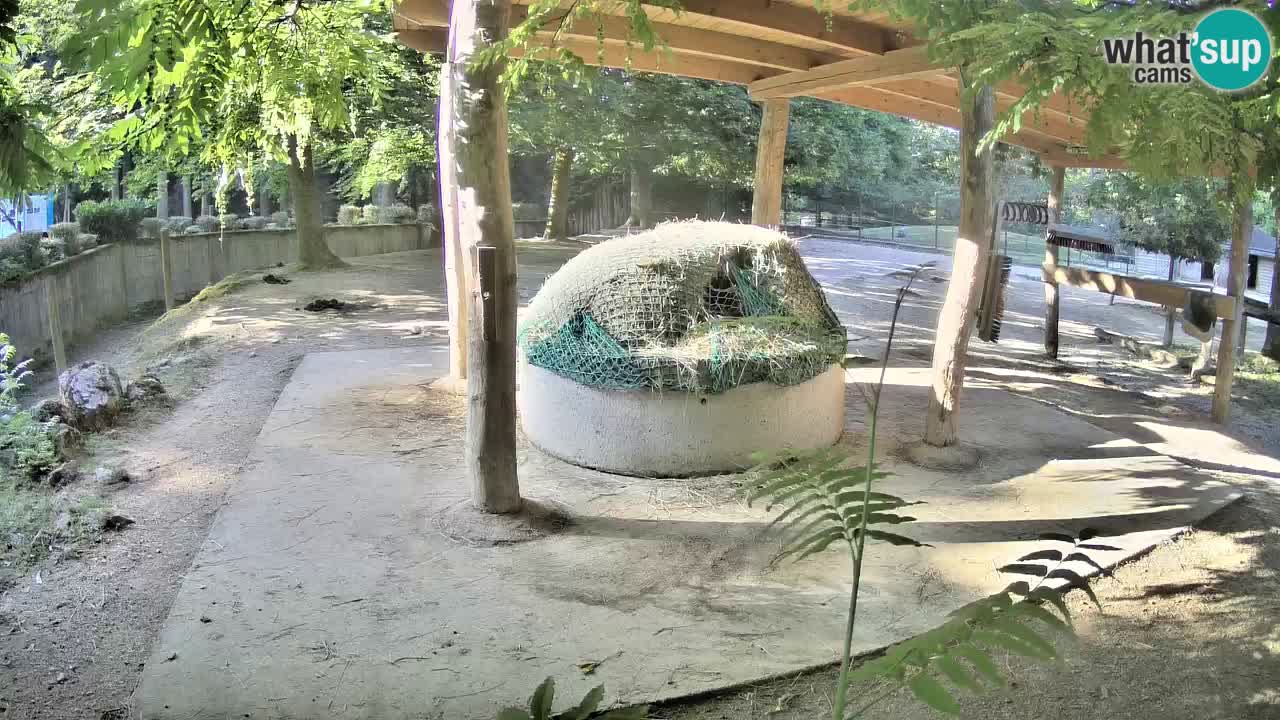 Live webcam Zebras in Ljubljana ZOO – Slovenia