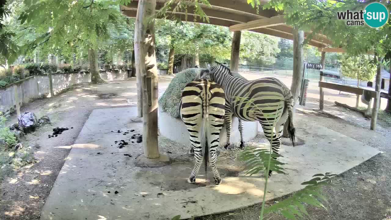 Web kamera uživo Zebras u ZOO Ljubljana – Slovenija