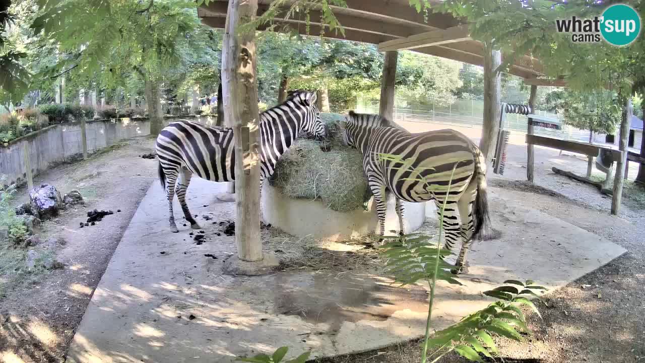 Le Zebre nello ZOO di Ljubljana – Slovenia Live webcam