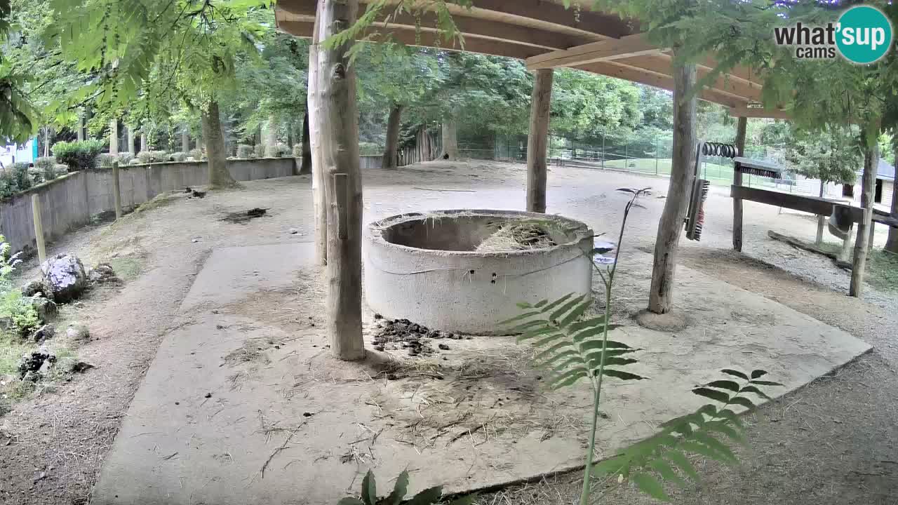 Web kamera uživo Zebras u ZOO Ljubljana – Slovenija