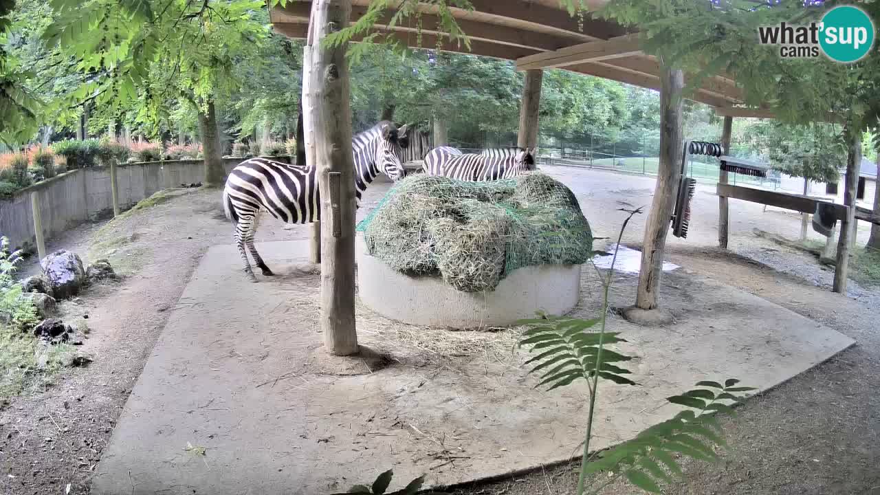 Web kamera uživo Zebras u ZOO Ljubljana – Slovenija