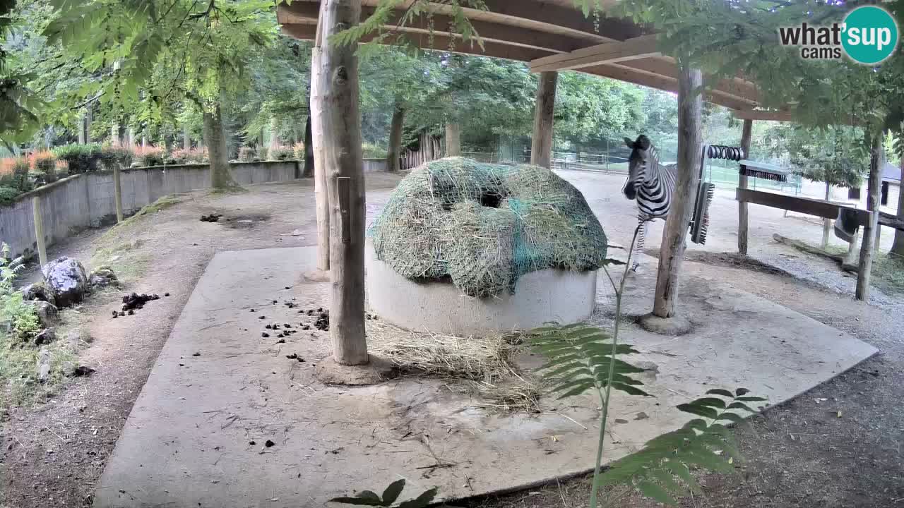 Web kamera uživo Zebras u ZOO Ljubljana – Slovenija