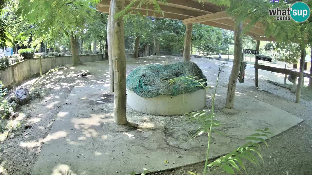 Zebre v živo v živalskem vrtu Ljubljana ZOO spletne kamere