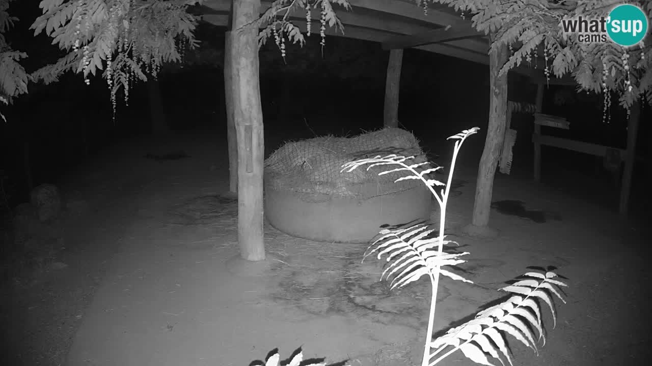 Live Webcam Zebras in Ljubljana ZOO – Slowenien