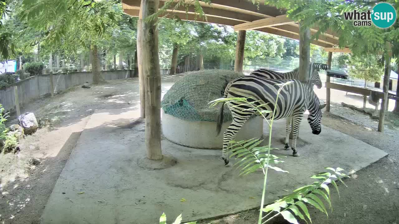 Camera en vivo Cebras in Ljubljana ZOO – Eslovenia