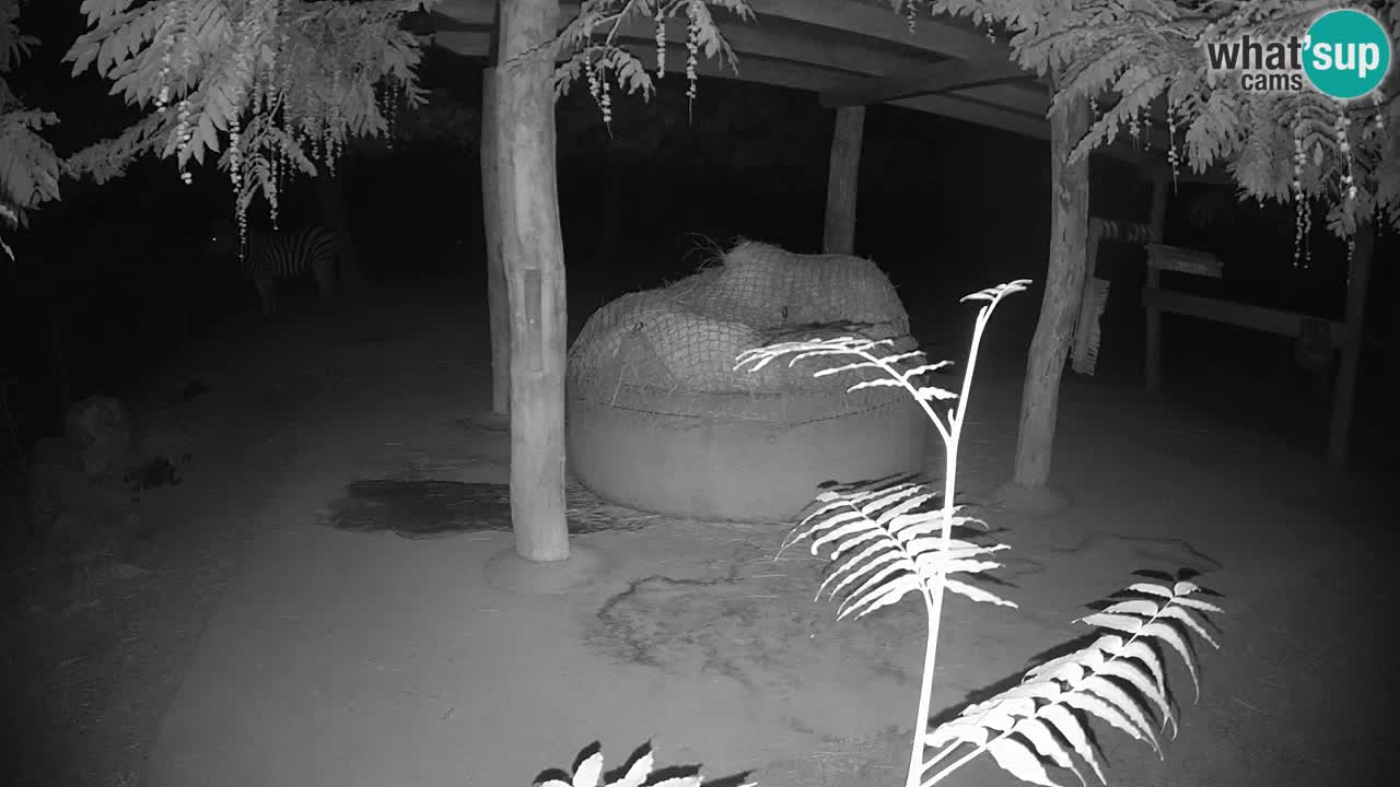 Camera en vivo Cebras in Ljubljana ZOO – Eslovenia