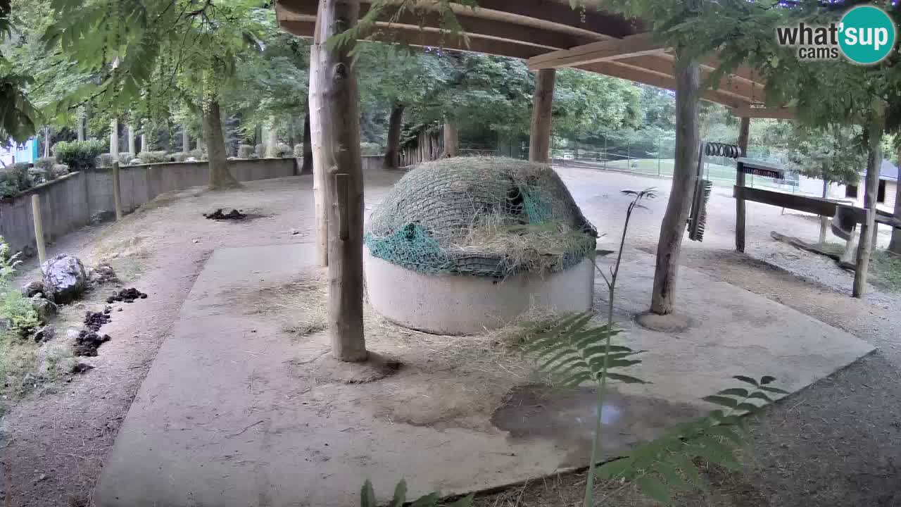 Live Webcam Zebras in Ljubljana ZOO – Slowenien
