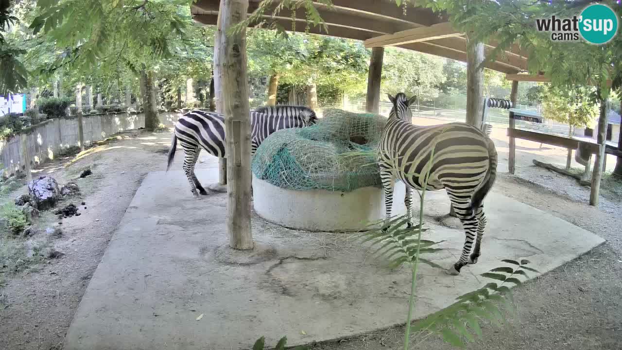 Web kamera uživo Zebras u ZOO Ljubljana – Slovenija