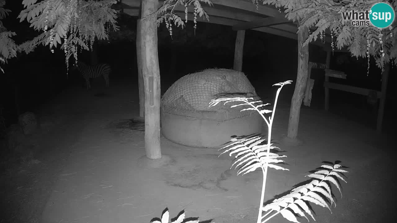 Camera en vivo Cebras in Ljubljana ZOO – Eslovenia