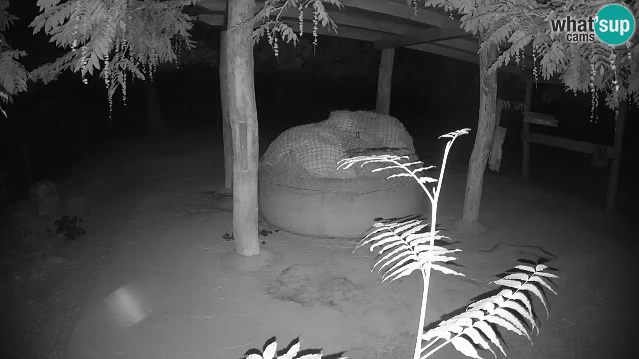 Live webcam Zebras in Ljubljana ZOO – Slovenia