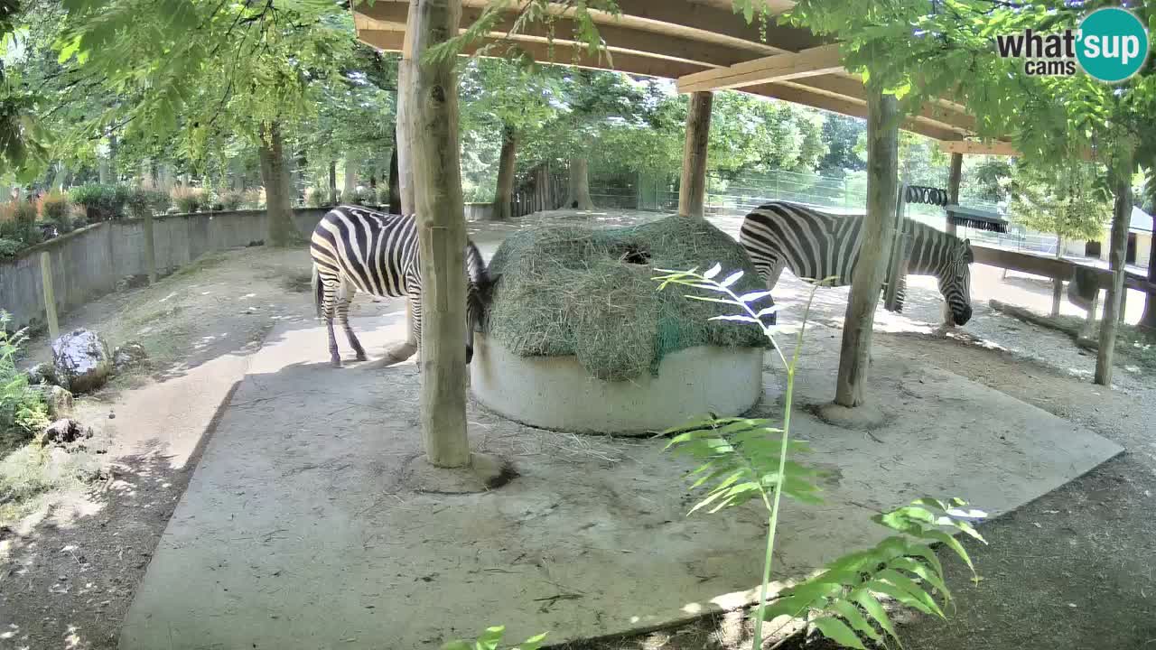 Web kamera uživo Zebras u ZOO Ljubljana – Slovenija