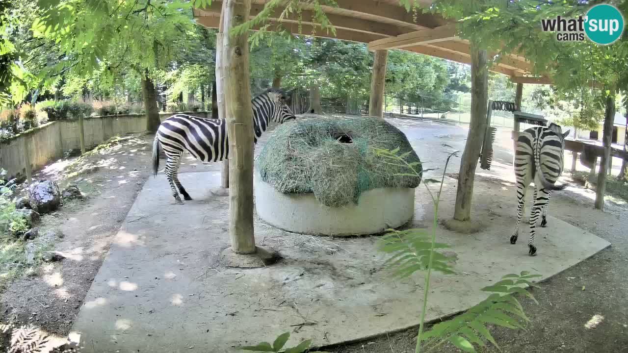 Live webcam Zebras in Ljubljana ZOO – Slovenia