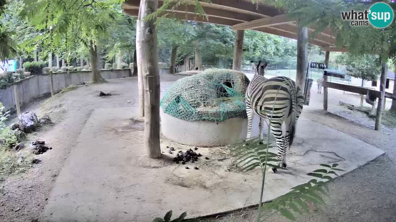 Camera en vivo Cebras in Ljubljana ZOO – Eslovenia