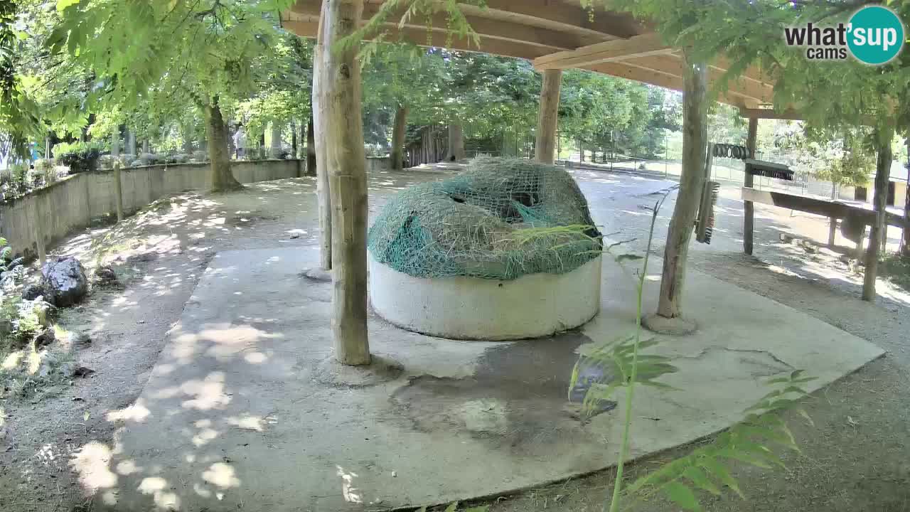 Camera en vivo Cebras in Ljubljana ZOO – Eslovenia