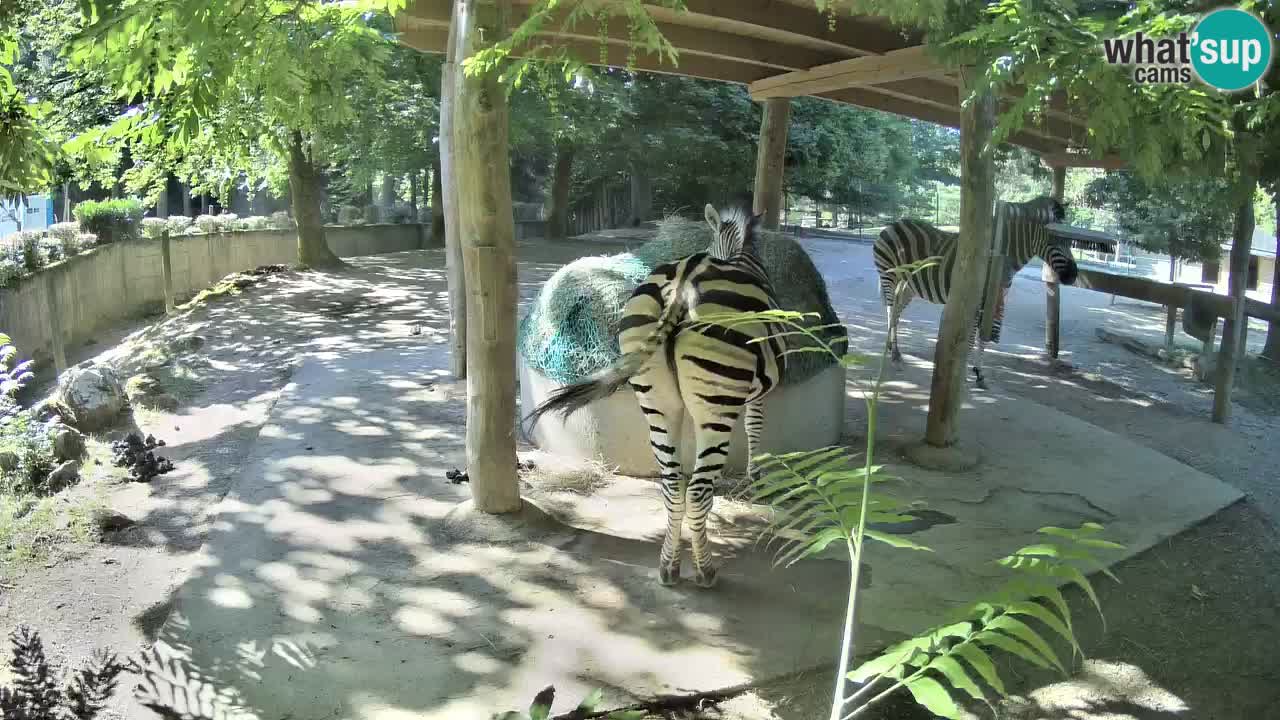 Camera en vivo Cebras in Ljubljana ZOO – Eslovenia