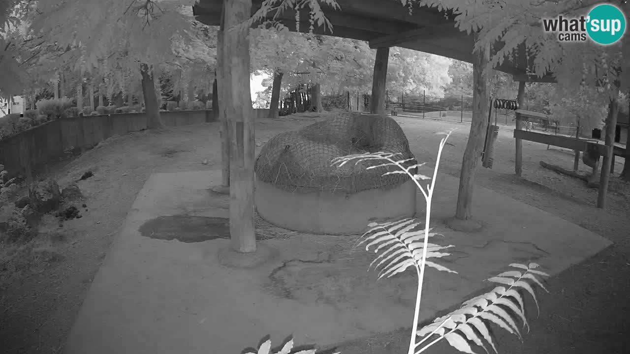 Camera en vivo Cebras in Ljubljana ZOO – Eslovenia