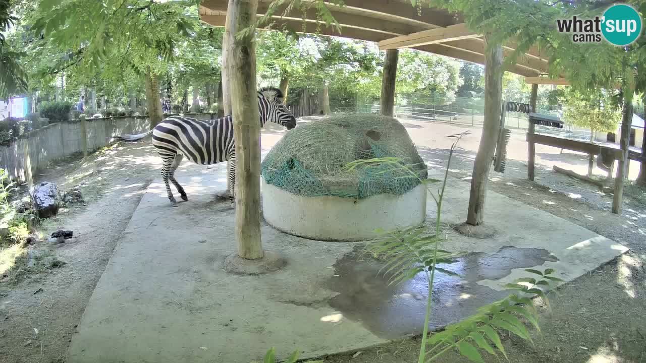 Live webcam Zebras in Ljubljana ZOO – Slovenia