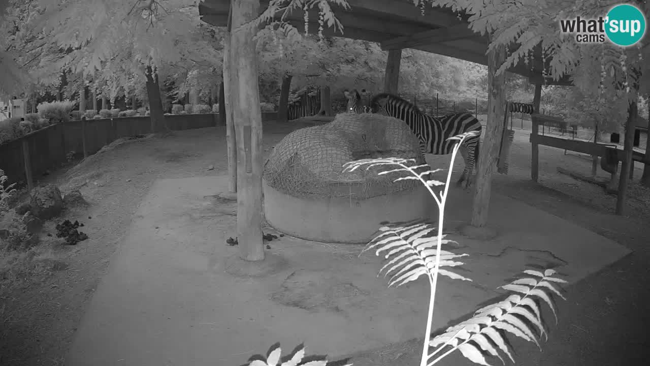 Live webcam Les zèbres in Ljubljana ZOO – Slovénie