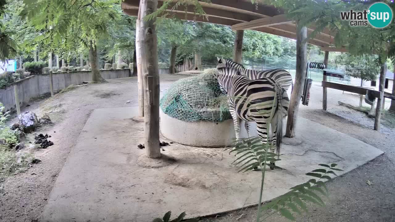 Camera en vivo Cebras in Ljubljana ZOO – Eslovenia