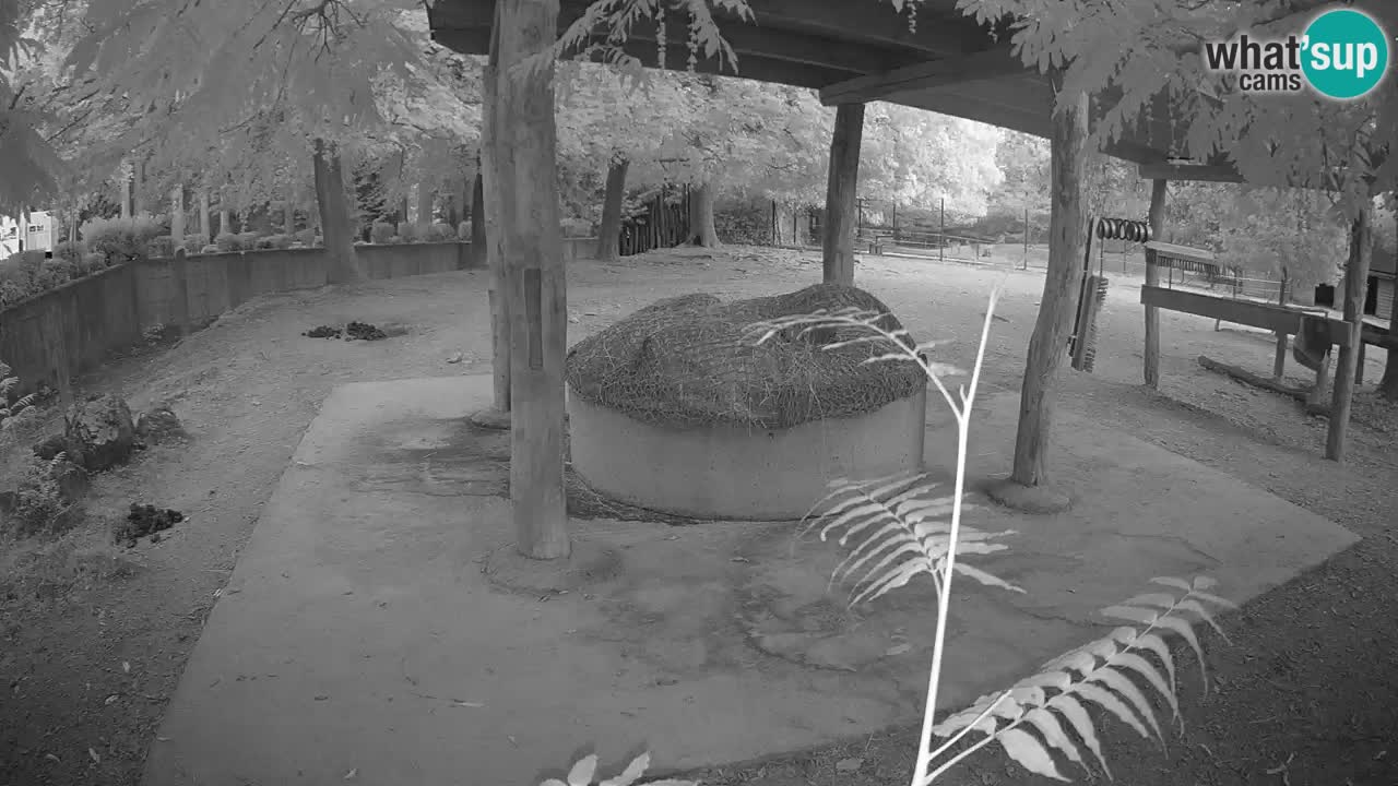 Live webcam Les zèbres in Ljubljana ZOO – Slovénie