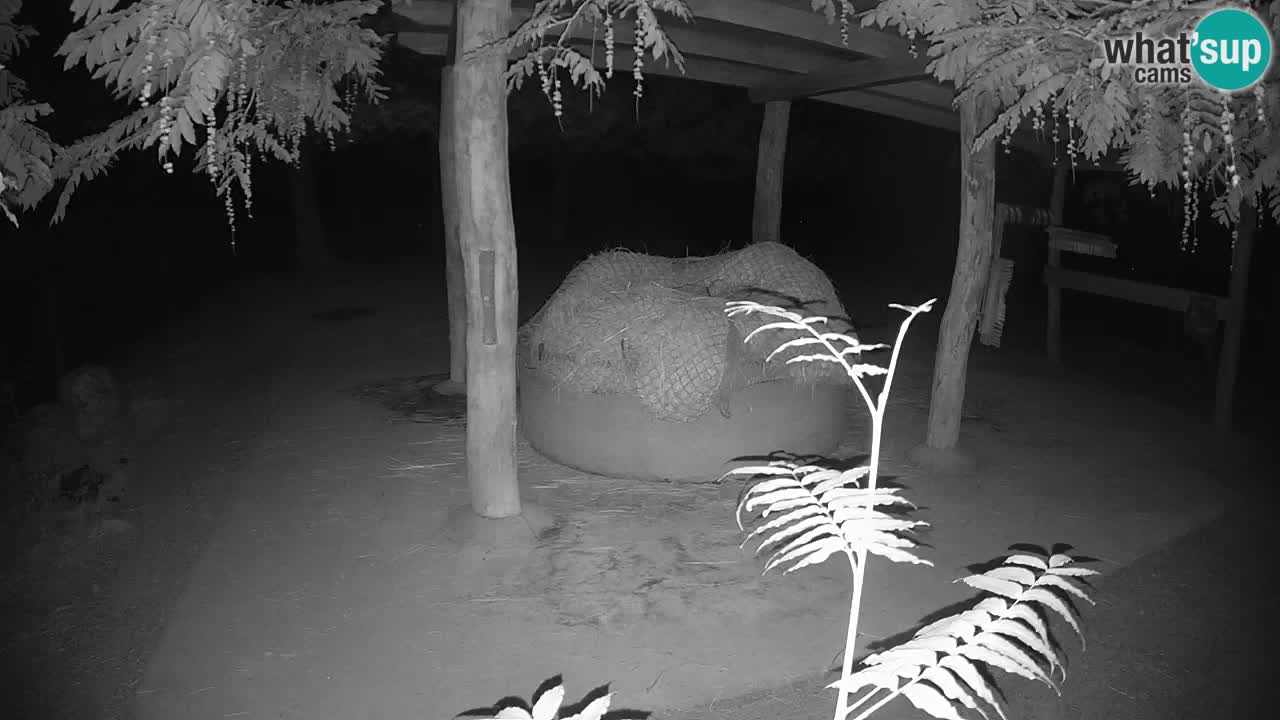Le Zebre nello ZOO di Ljubljana – Slovenia Live webcam
