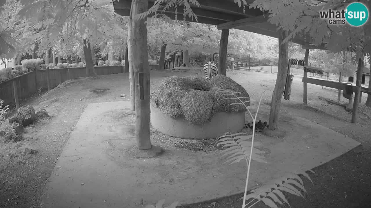 Le Zebre nello ZOO di Ljubljana – Slovenia Live webcam