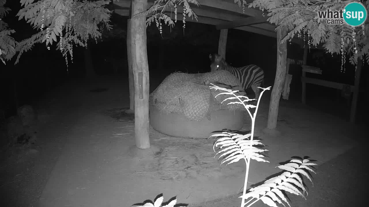 Le Zebre nello ZOO di Ljubljana – Slovenia Live webcam