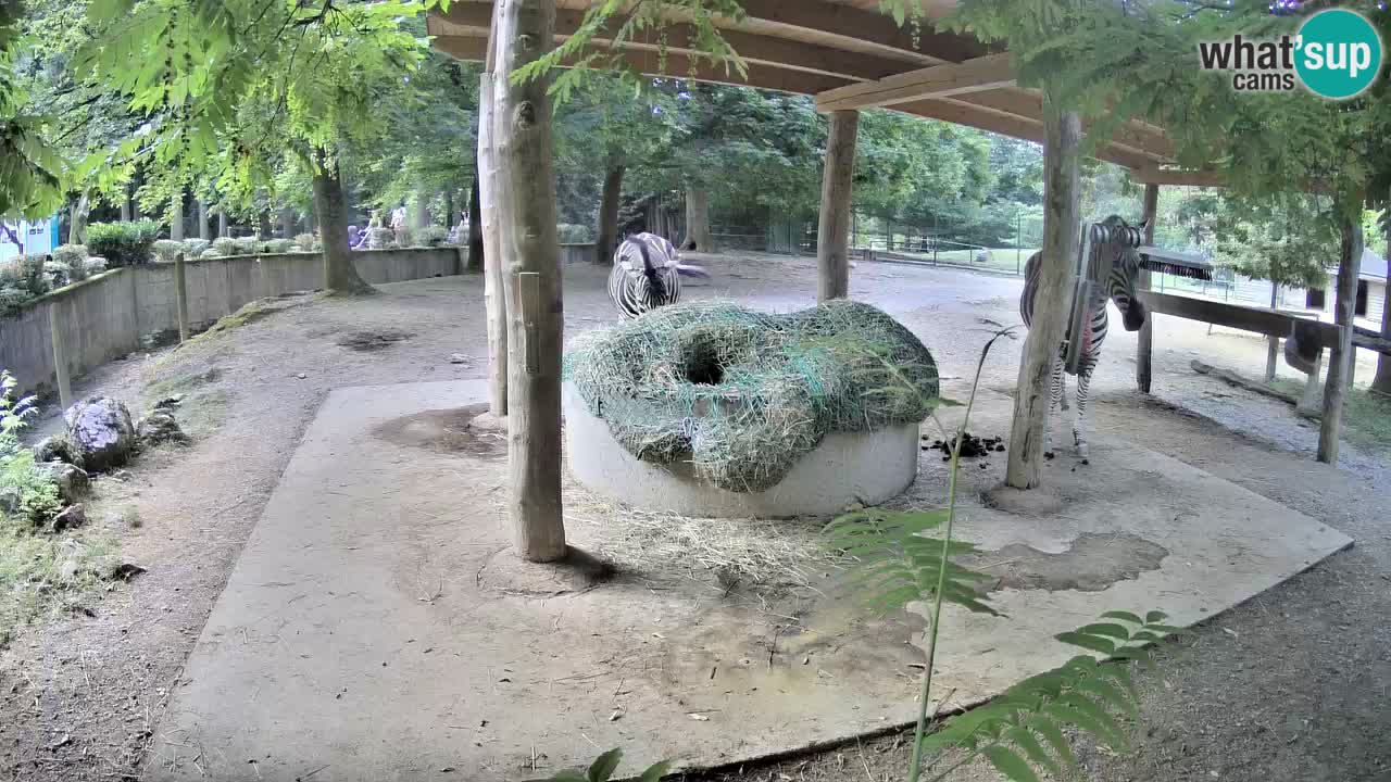 Live webcam Zebras in Ljubljana ZOO – Slovenia