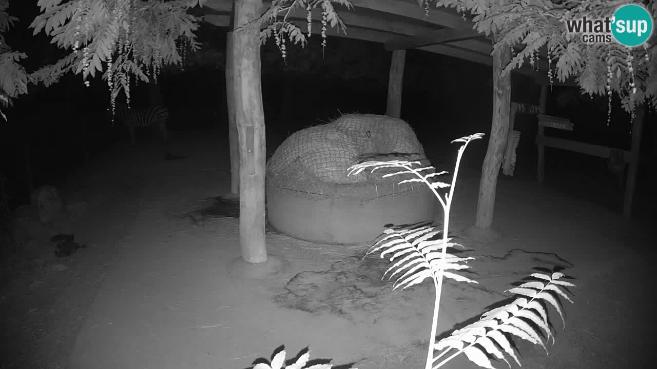 Live Webcam Zebras in Ljubljana ZOO – Slowenien