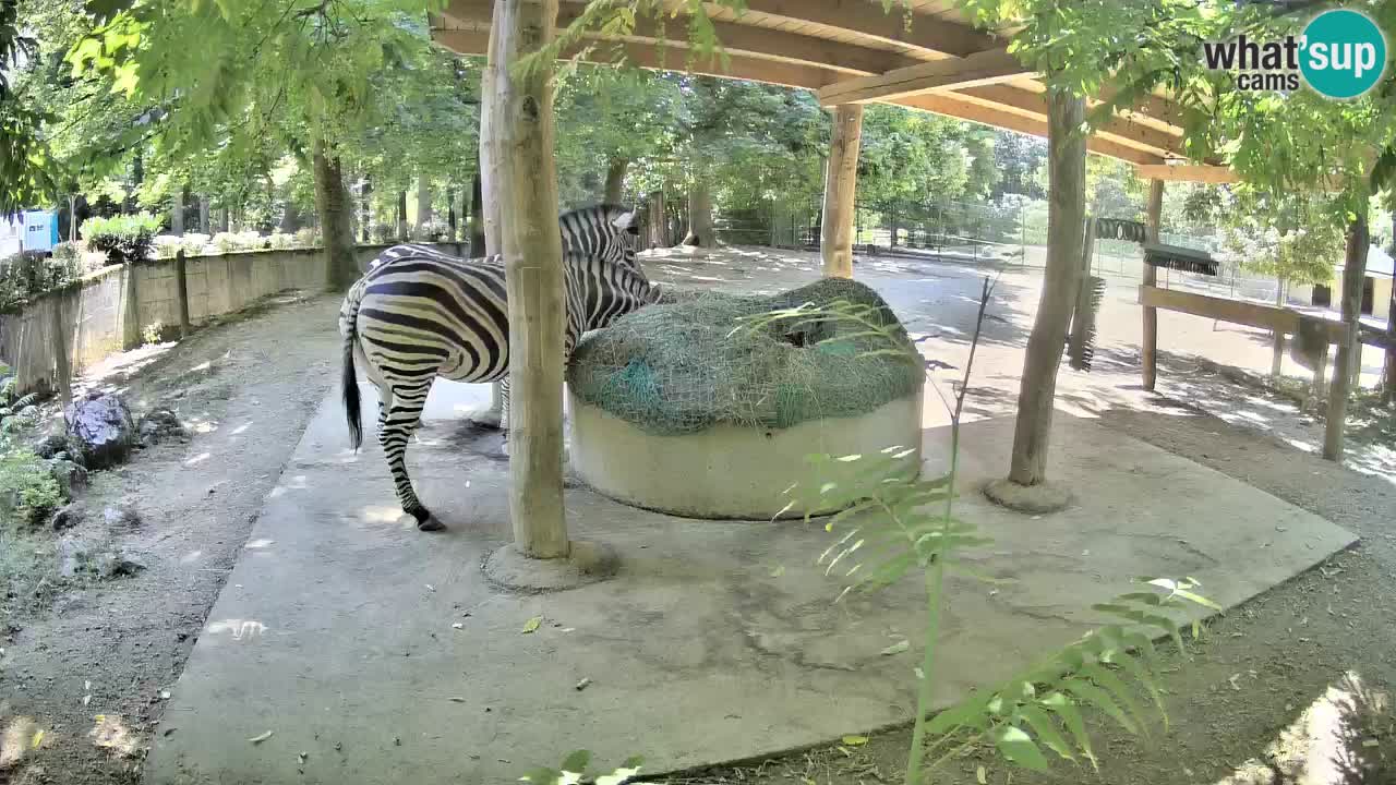 Le Zebre nello ZOO di Ljubljana – Slovenia Live webcam