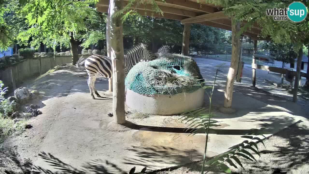 Live Webcam Zebras in Ljubljana ZOO – Slowenien