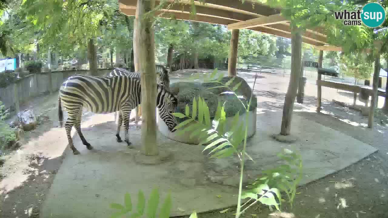 Live webcam Les zèbres in Ljubljana ZOO – Slovénie